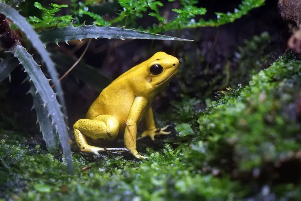 4. The Poison Dart Frog (Image Credits: Rawpixel)