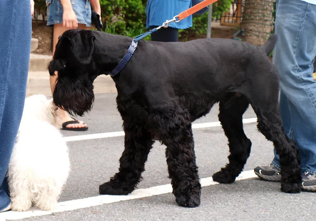 Giant Schnauzer: Powerhouse Protector (Image Credits: Flickr)