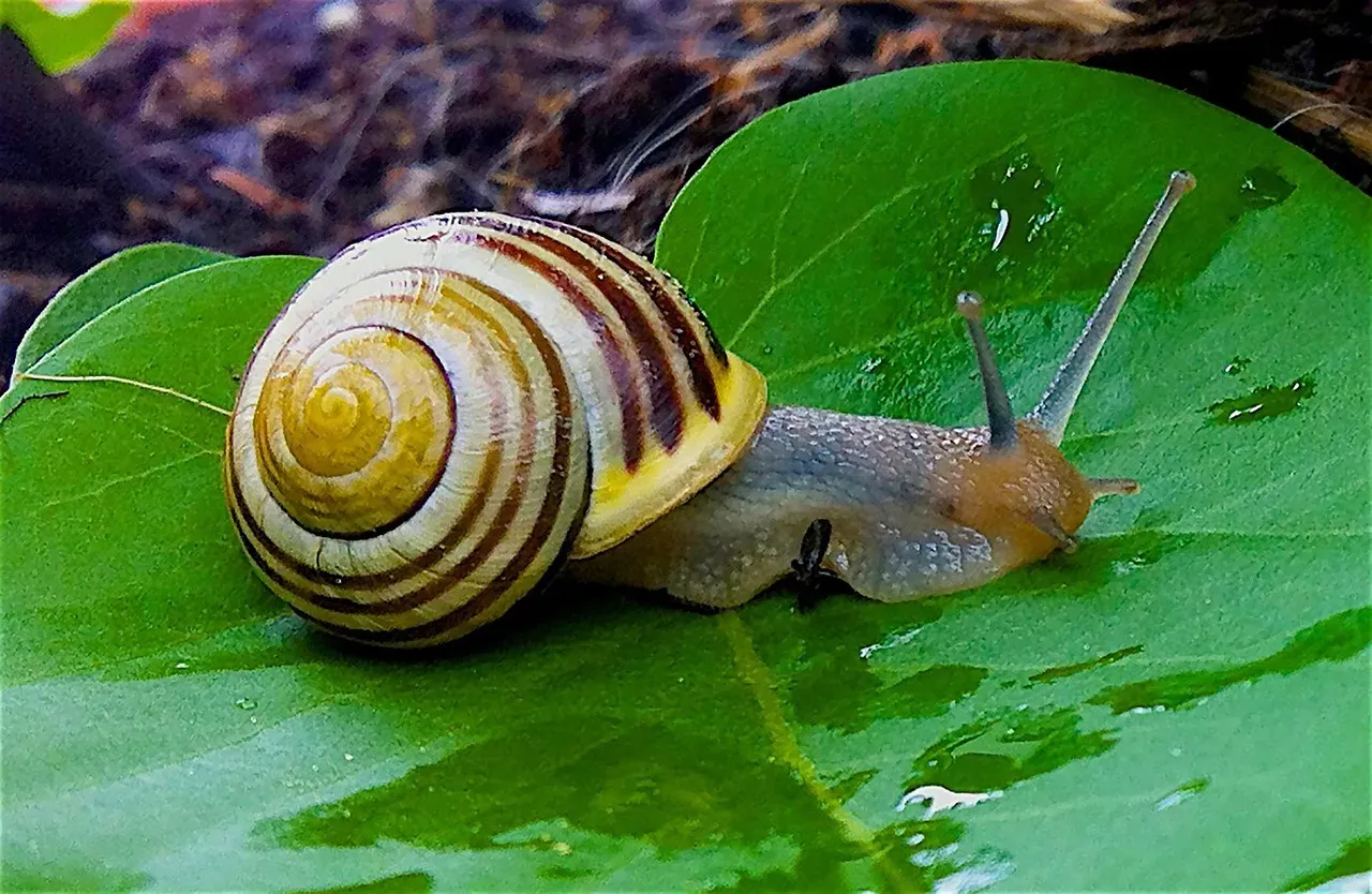 Cone Snail: Death in a Beautiful Shell (Image Credits: Pixabay)