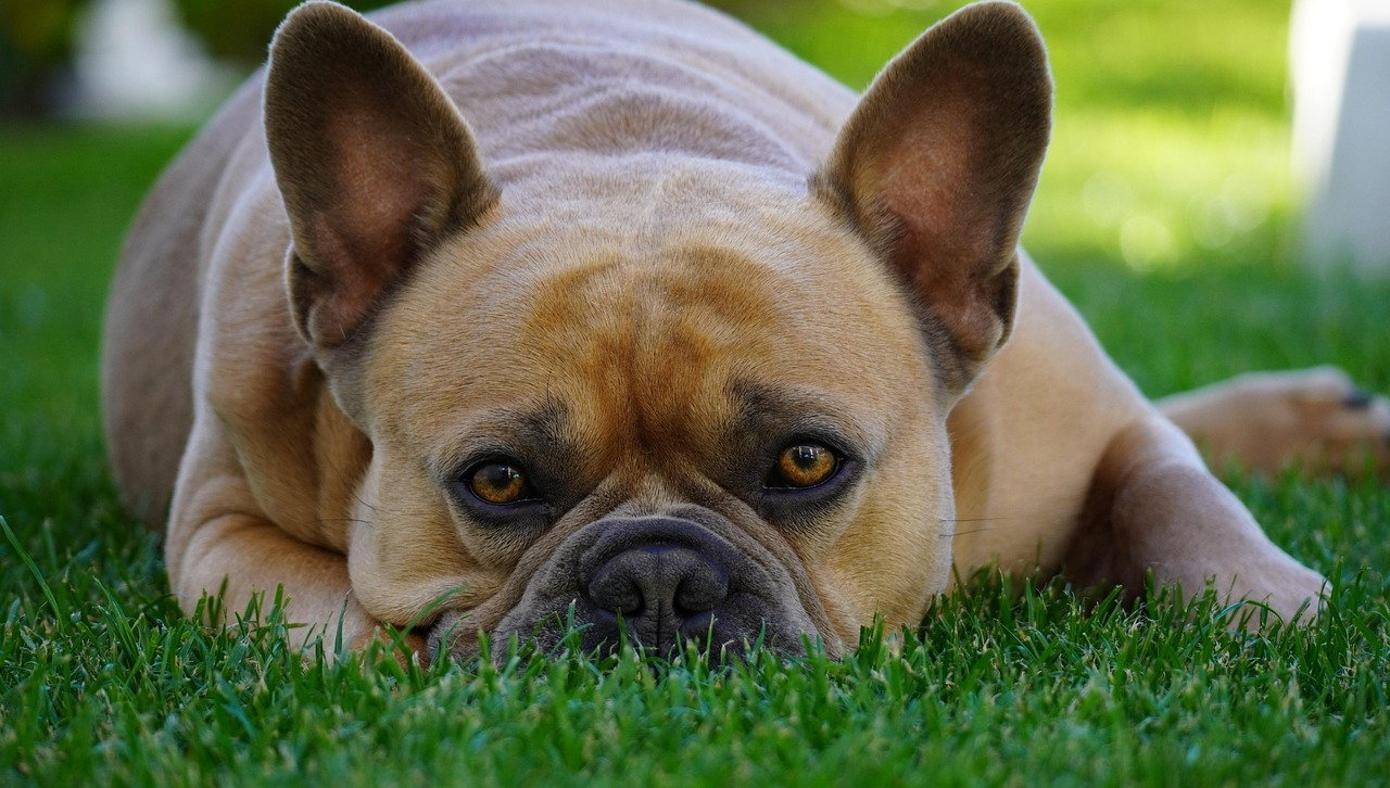 Reading an Animal's Emotional State (Image Credits: Pixabay)