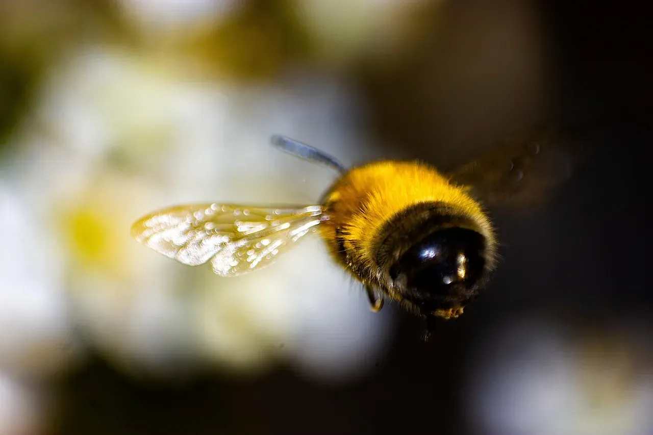 Bumblebee Flight: Defying Aerodynamics (Image Credits: Pixabay)