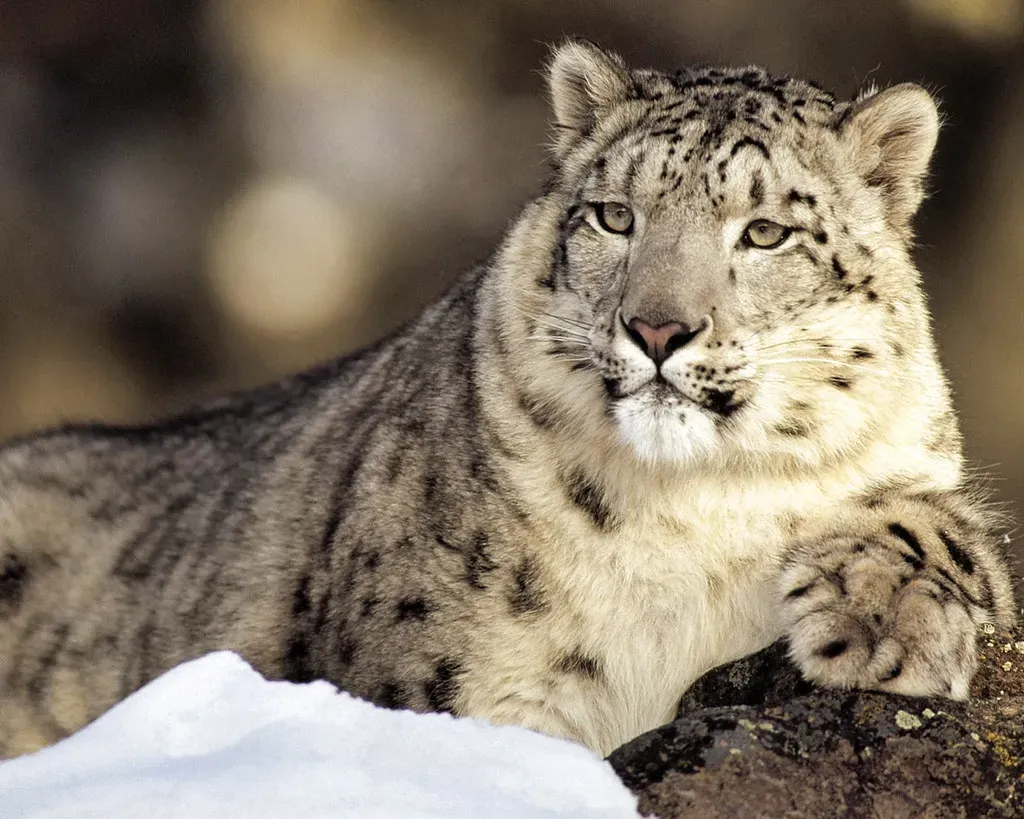 2. Snow Leopard: The Ghost of the Mountains (Image Credits: Flickr)