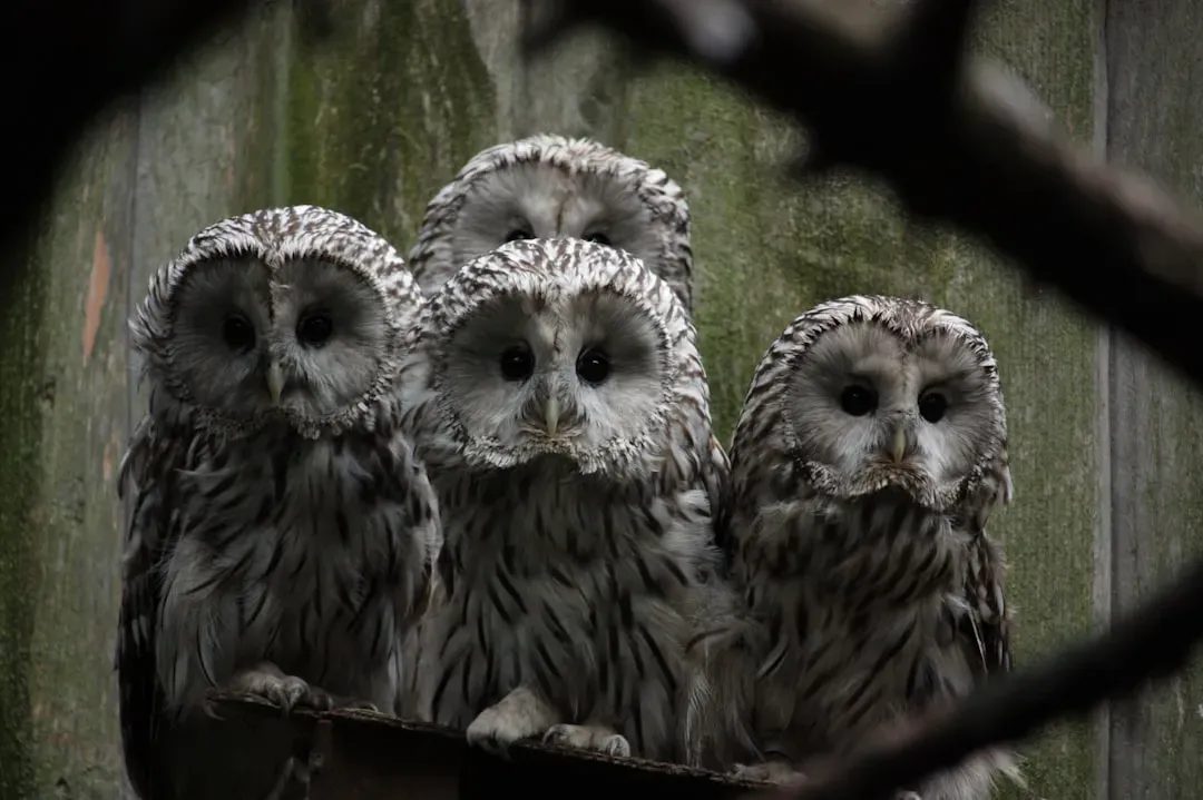 A Group of Owls Is Called a Parliament (Image Credits: Unsplash)