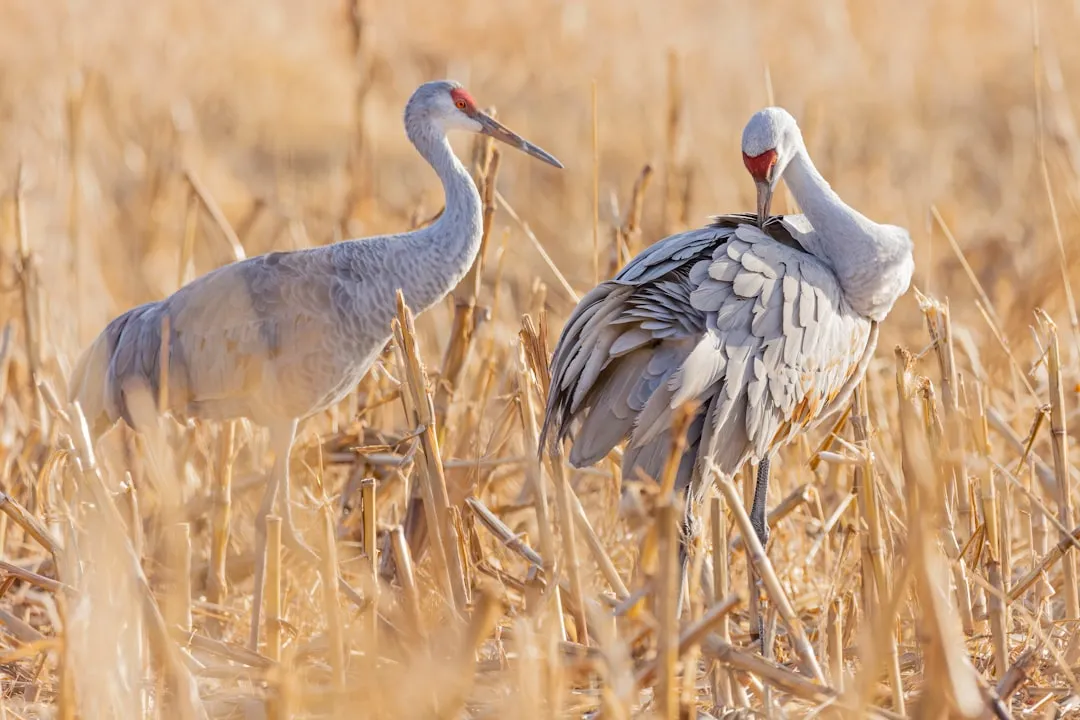 8. Sandhill Crane – Generations Sharing the Same Stopover Fields (Image Credits: Unsplash)