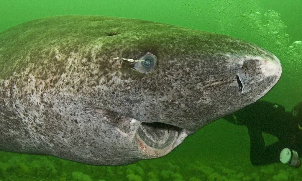 Greenland Shark: The Deep-Sea Time Traveler (Image Credits: Source :https://i.pinimg.com/)