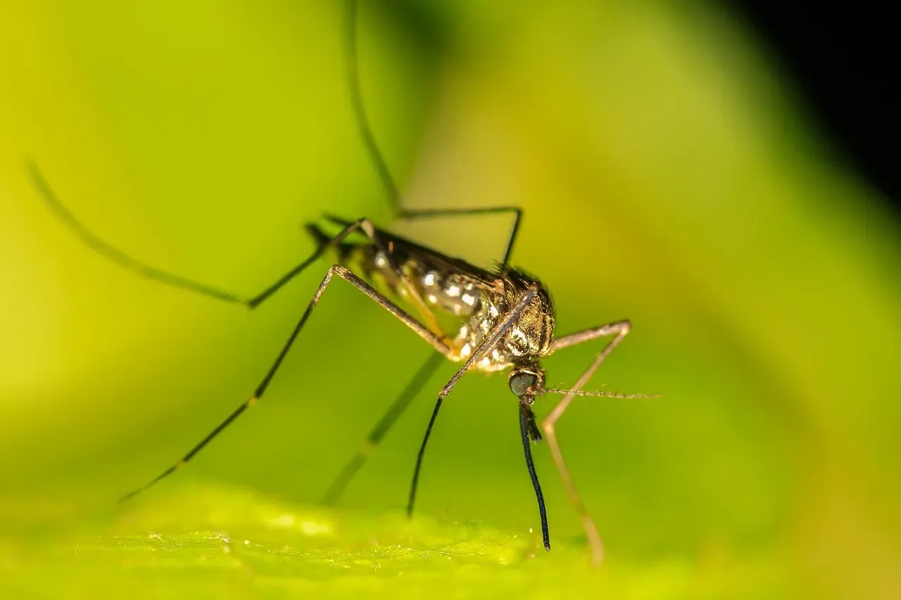 Why Certain States Become Mosquito Hotspots (Image Credits: Pixabay)
