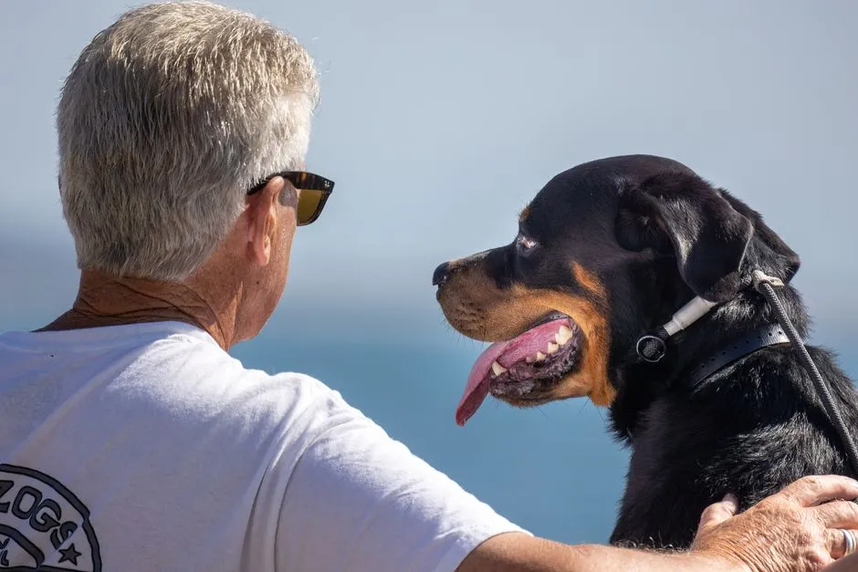 4. Rottweiler: Gentle Giant or Too Much Muscle? (Image Credits: Pexels)