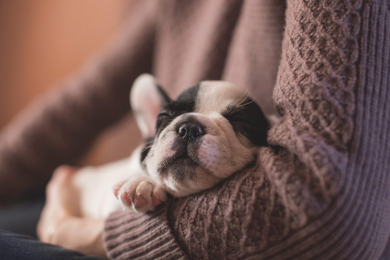 Responding to Your Dog's Leaning (Image Credits: Pixabay)