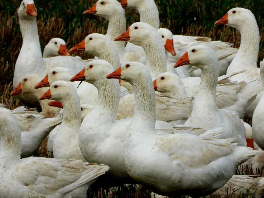 Gathering into unusually tight groups (Image Credits: Pexels)
