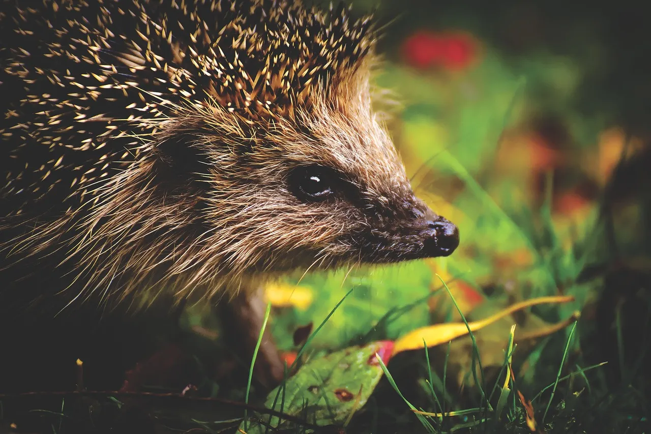 #6 Virgo: The Careful Forager in the Dark (Image Credits: Pixabay)