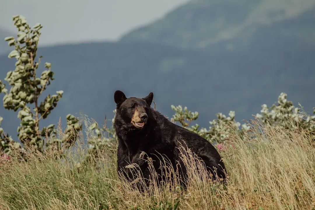 Why Avoiding Humans Shapes Almost Everything Bears Do (Image Credits: Unsplash)