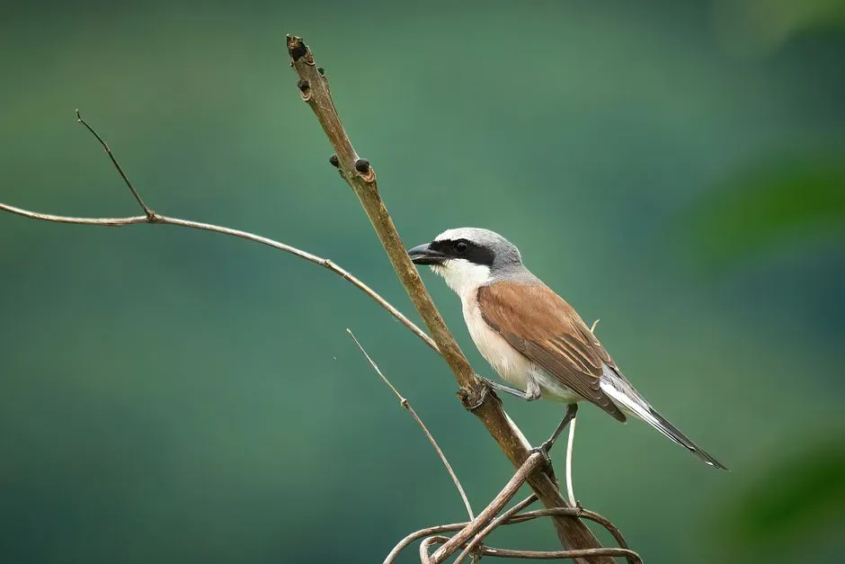 Shrikes Impaling Prey on Thorns (Image Credits: Pexels)