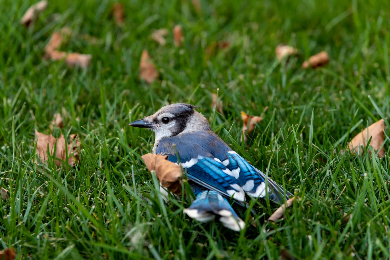 #1 Aries: The Bold Blue Jay (By Sixflashphoto, CC BY-SA 4.0)