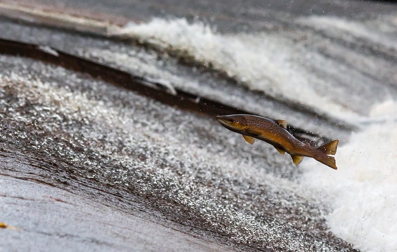 The Salmon (July 23 - August 22) (Image Credits: Pixabay)