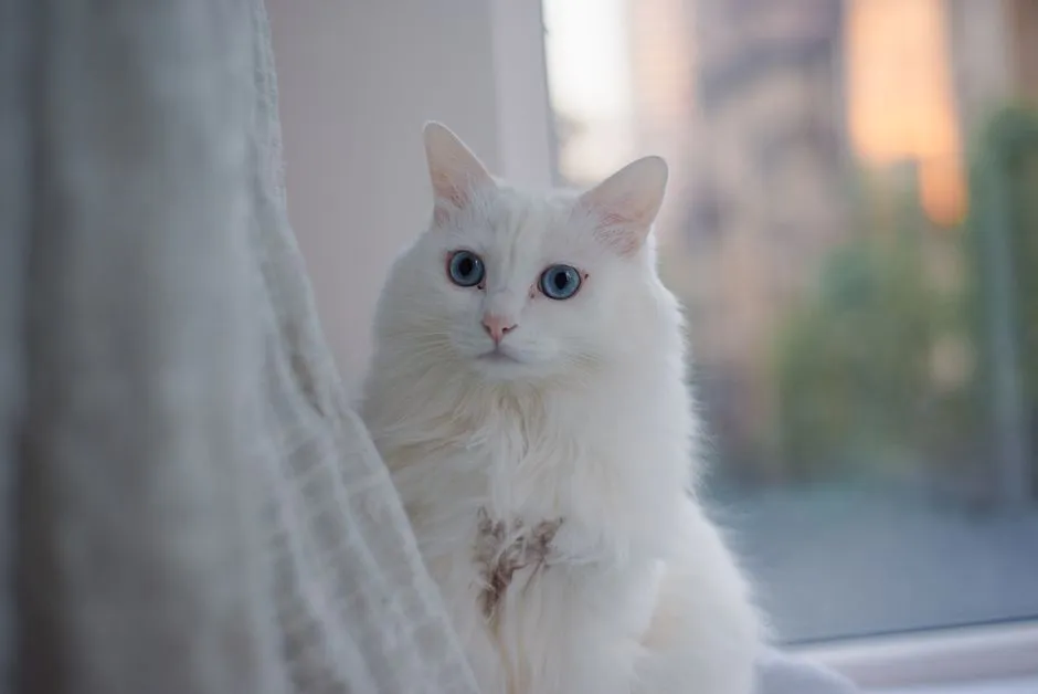 #7 Libra – The Turkish Angora: Graceful, Social, and Aesthetic to the Core (Image Credits: Pexels)