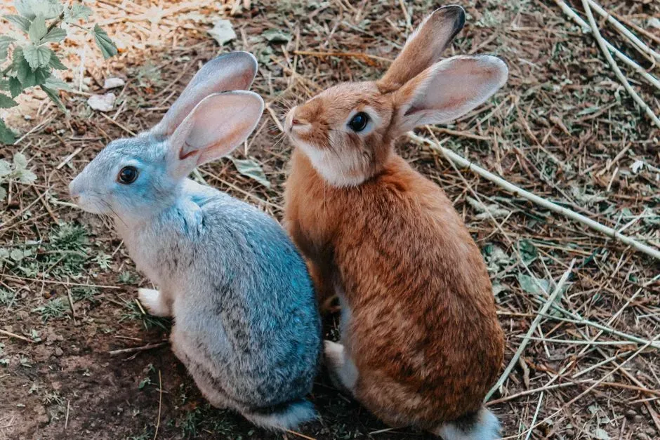 #8 &ndash; Rabbits That Bond Like Velcro to One Human (Image Credits: Pexels)