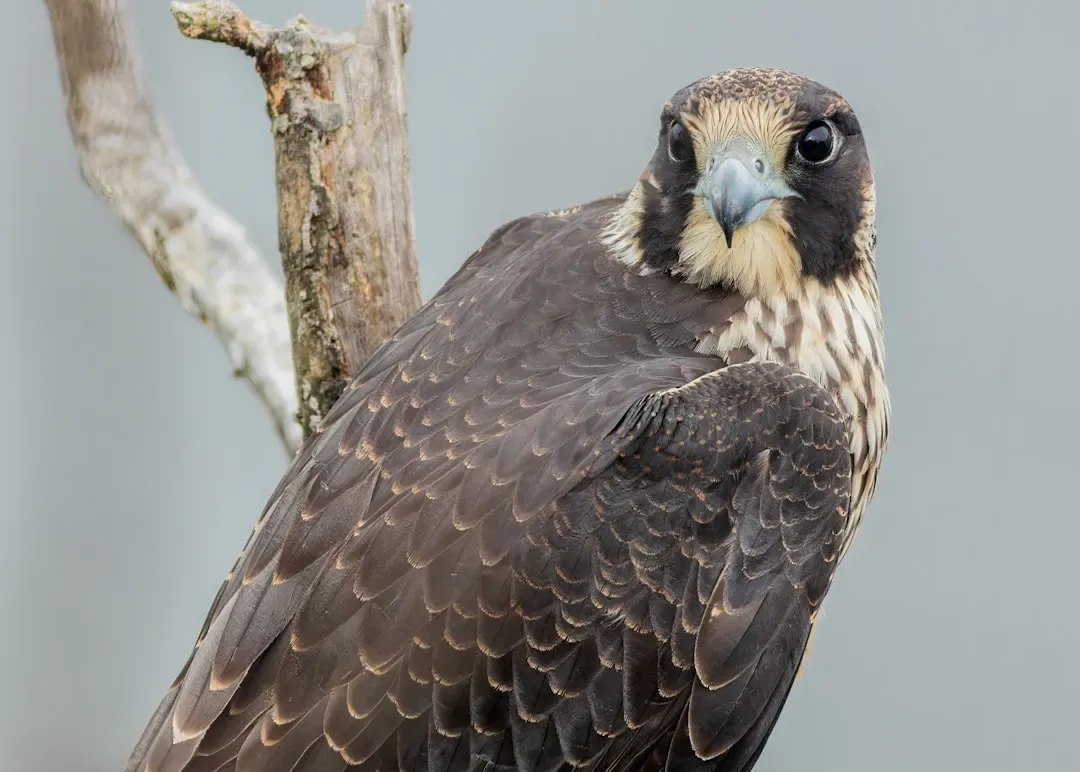 7. Peregrine Falcon: From Pesticide Victim to City Skyscraper Resident (Image Credits: Unsplash)