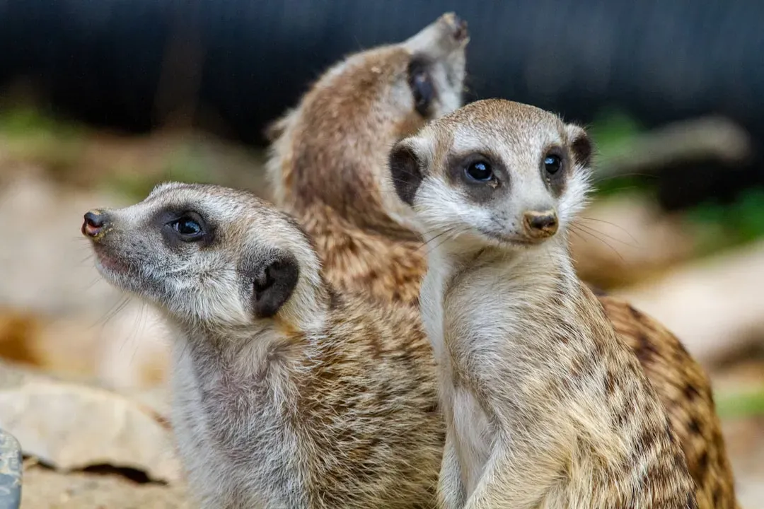 #3: What Cronopio Actually Was - and How Different It Was From Any Squirrel (Image Credits: Unsplash)