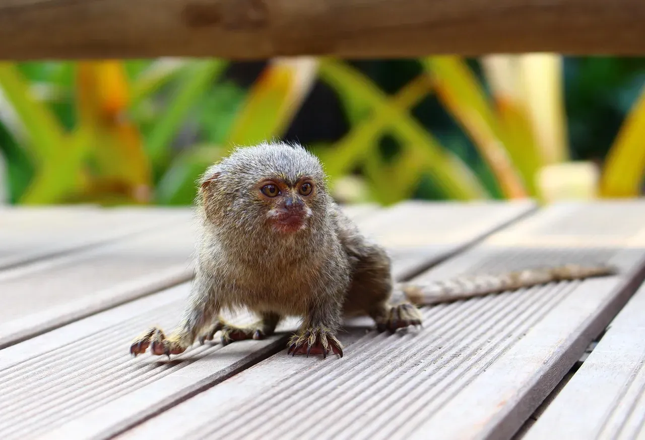 A Monkey Small Enough to Fit in Your Palm (Image Credits: Pixabay)