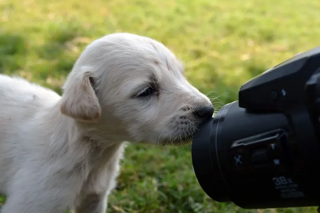 Bunny the TikTok Dog and Modern Button Communication (Image Credits: Unsplash)