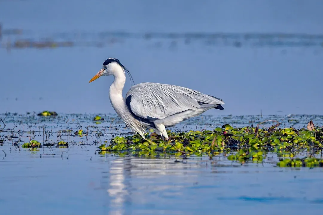 The Heron: Patient Seeker of Deep Wisdom (Image Credits: Unsplash)