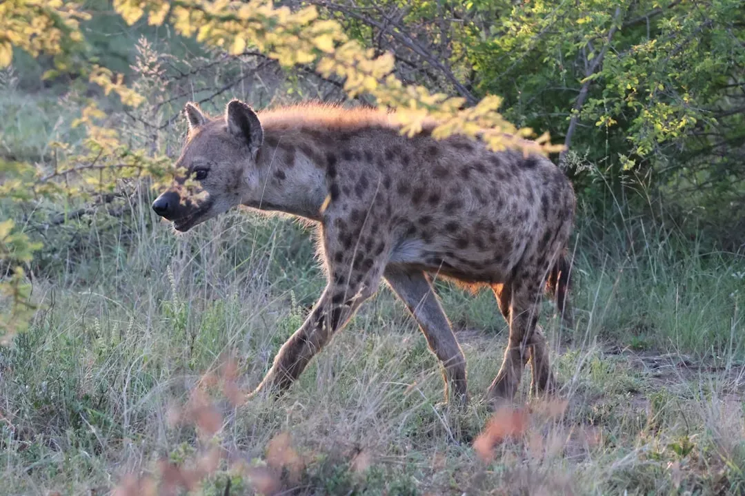 Spotted Hyenas: The Social Carnivores with Primate-Level Cognition (Image Credits: Unsplash)