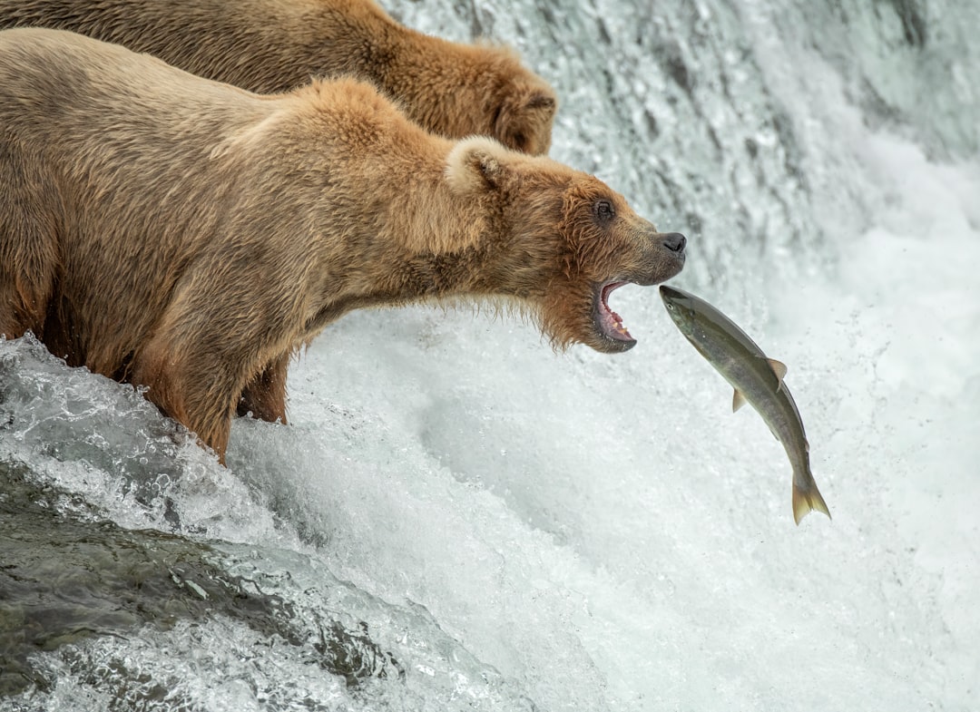 Risk Assessment and Strategic Decision-Making (Image Credits: Unsplash)