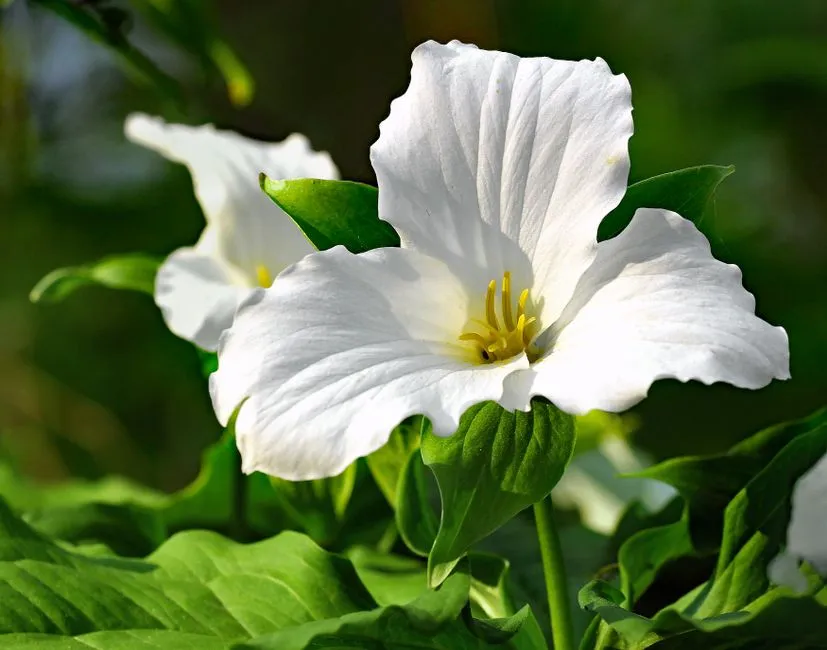 Libra – Trillium (Image Credits: Pexels)