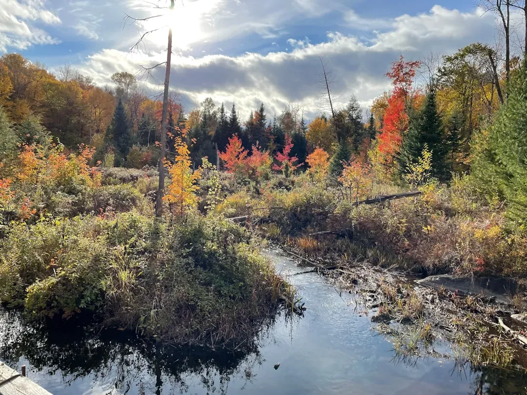 Ignoring How Light Patterns Shift Through the Season (Image Credits: Unsplash)