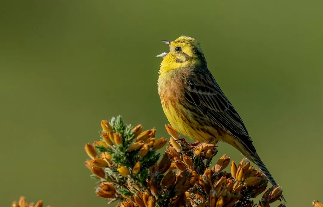 #10 - Yellow-rumped Warblers Are Missing From Many Migration Waves (Image Credits: Unsplash)