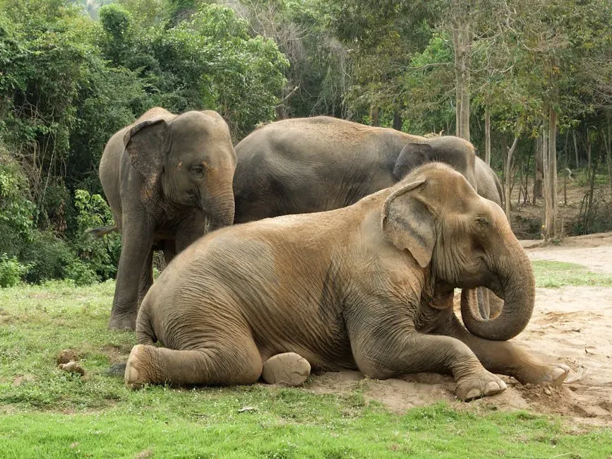 8. Elephants Communicate Grief and Mourn Their Dead (Image Credits: Pexels)