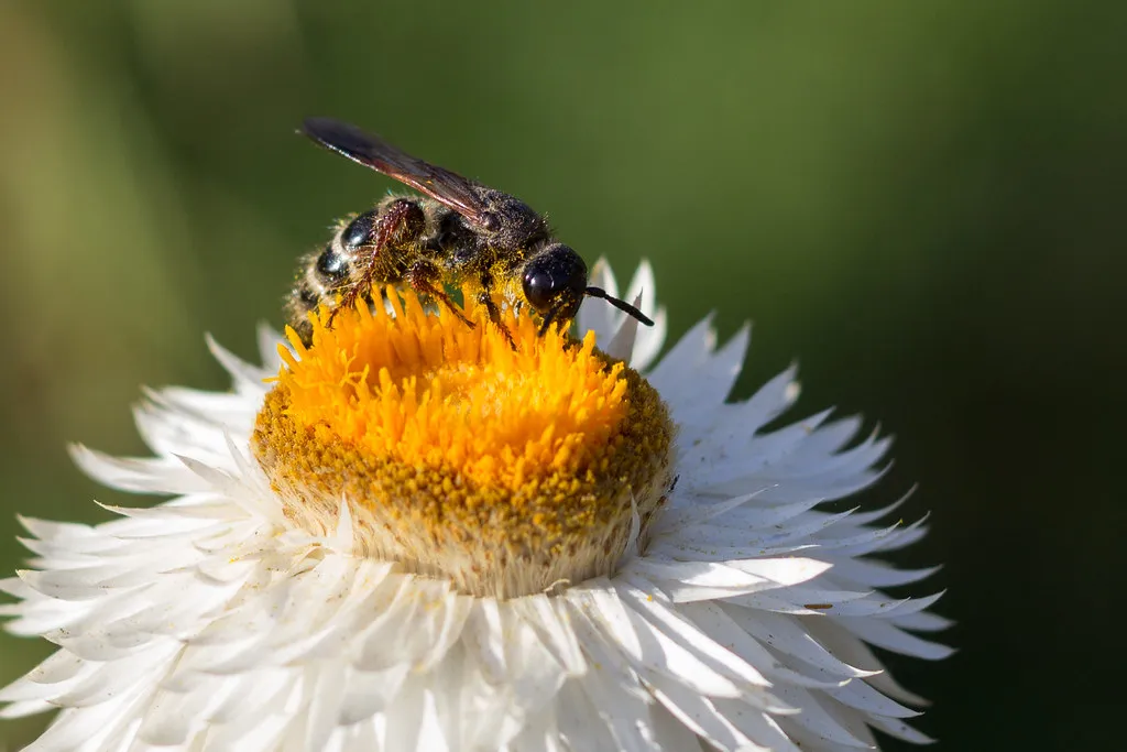 6. Diverse Flower Shapes, Colors, And Heights (DanielaC173, Flickr, CC BY-SA 2.0)