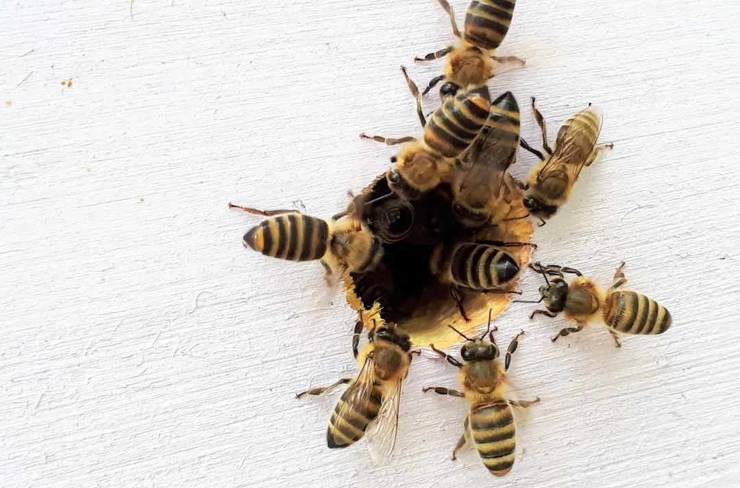 #1 Leave Some Bare Ground for Solitary Ground‑Nesting Bees (Image Credits: Unsplash)