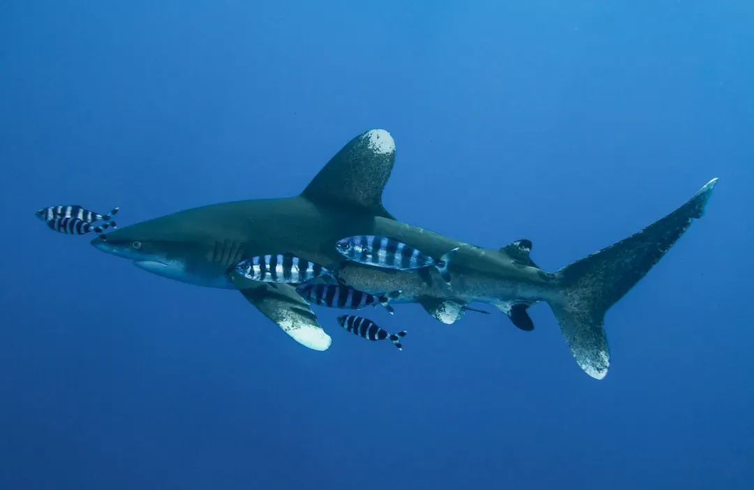 Shark Attacks Are Incredibly Rare (Image Credits: Unsplash)