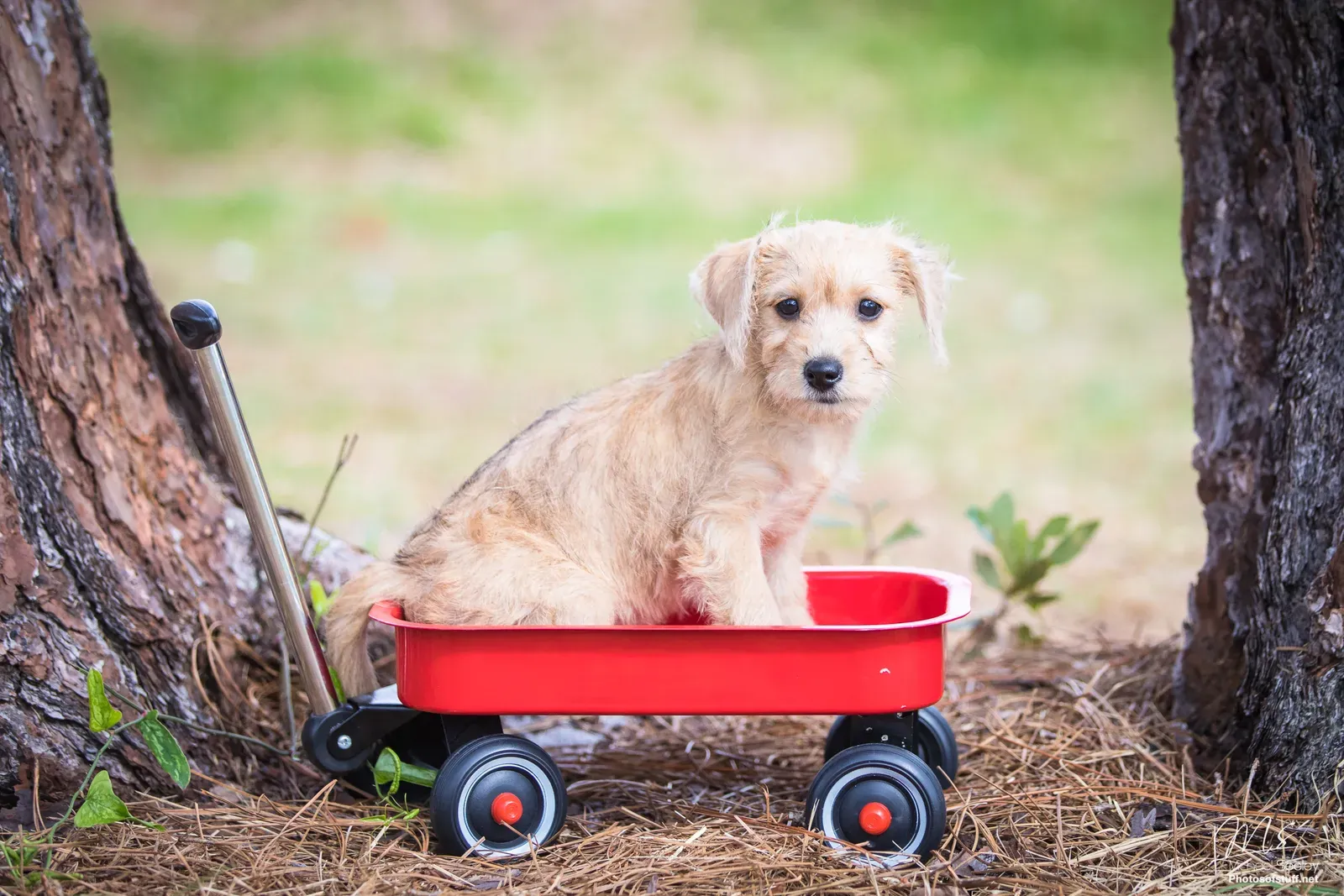 You're Fighting Puppy Mills and Unethical Breeding (Image Credits: Wikimedia)