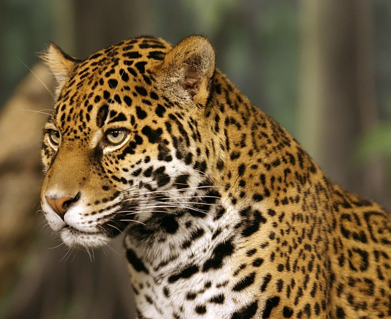 Why Captivate Us (Image Credits: Wikimedia)