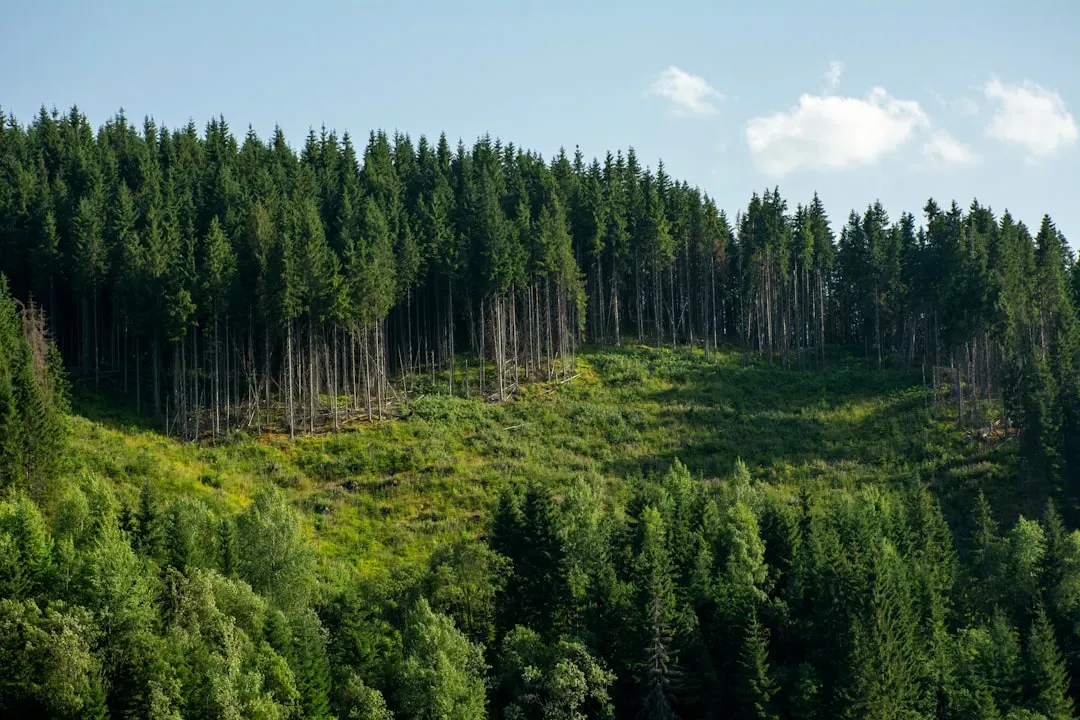 Forest Comebacks: From Cut-Over Hills to Growing Green (Image Credits: Unsplash)