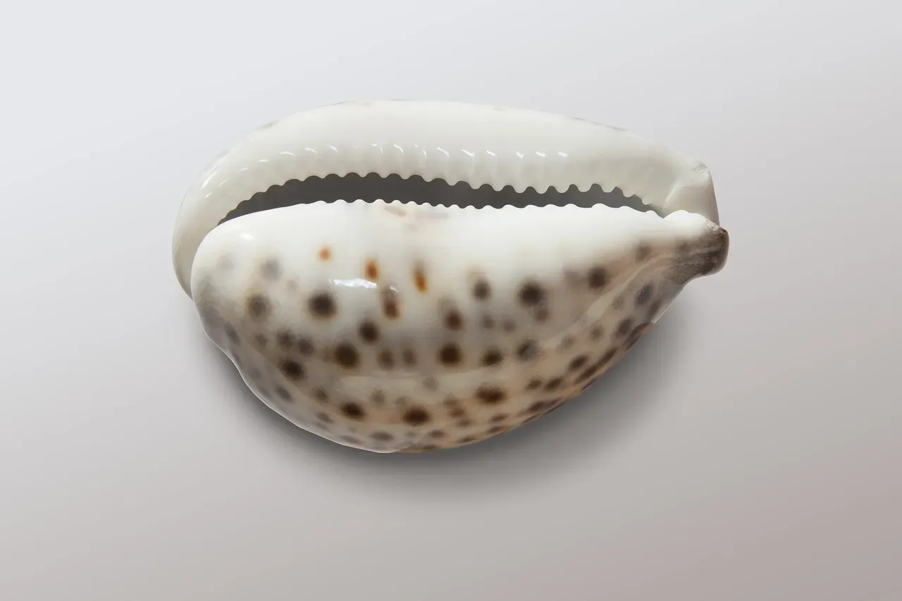 Snails: Thousands of Teeth in Slow-Moving Packages (Image Credits: Pixabay)