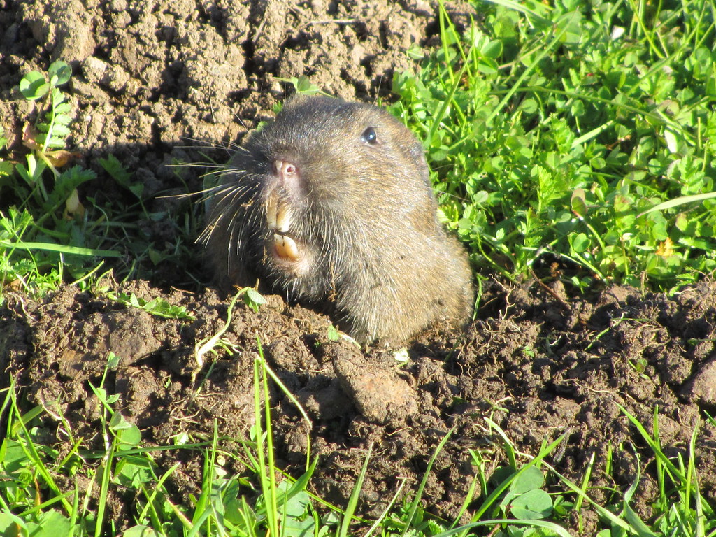 Pocket Gophers: The Underground Garden Destroyers (Image Credits: Flickr)