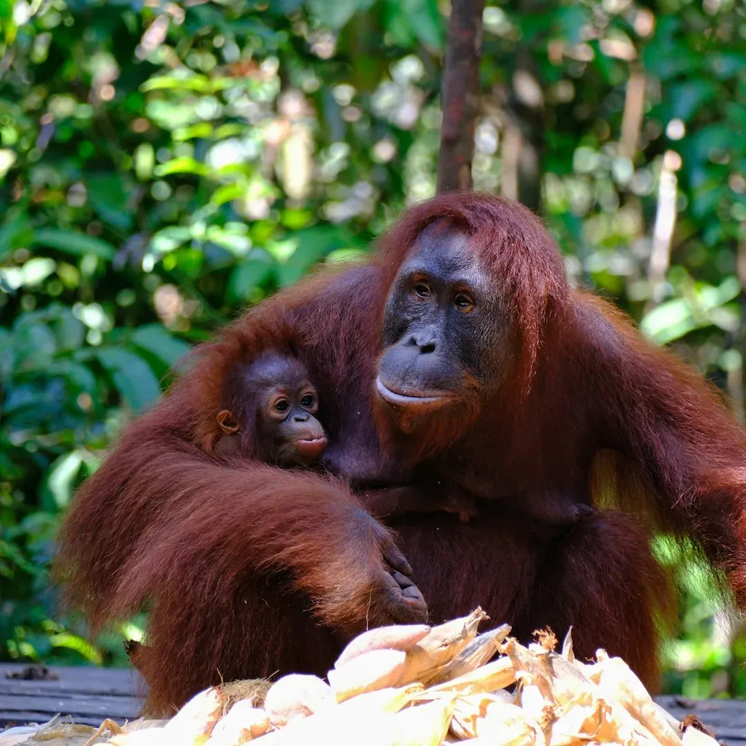 #8 - Orangutans That Choose Their Humans (Image Credits: Unsplash)
