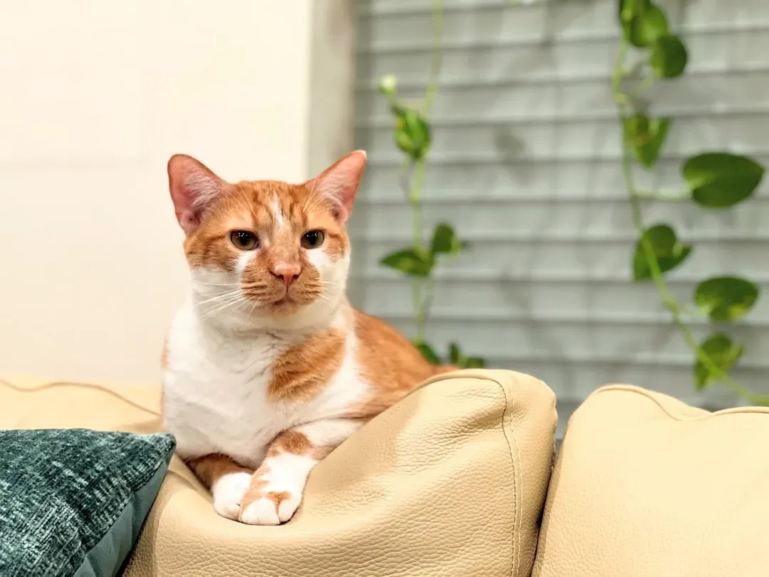 4. American Shorthair (Image Credits: Unsplash)