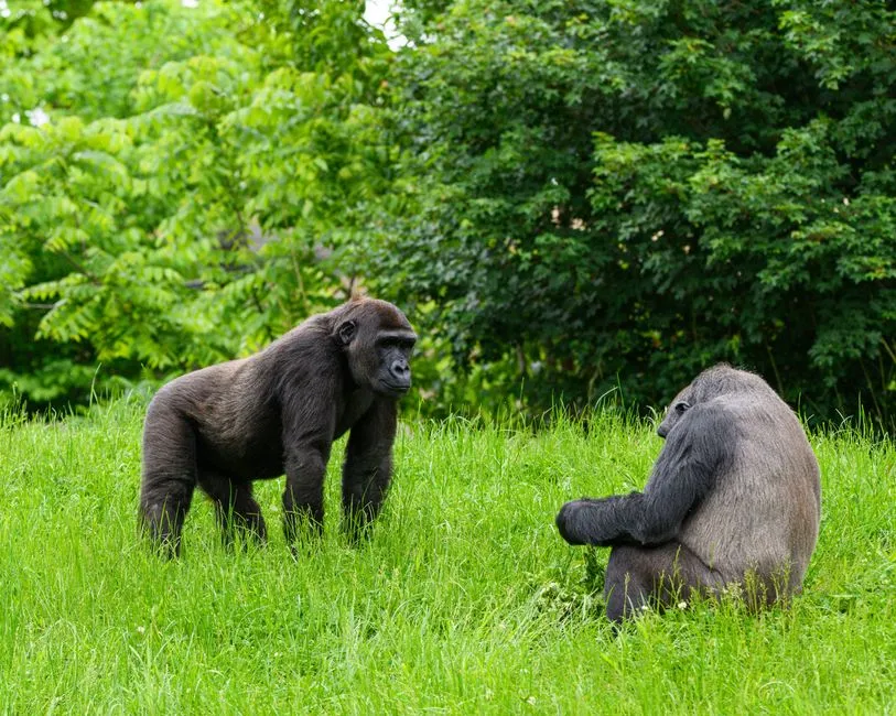 Gorillas: Complex Cognition in the Mirror (Image Credits: Pexels)