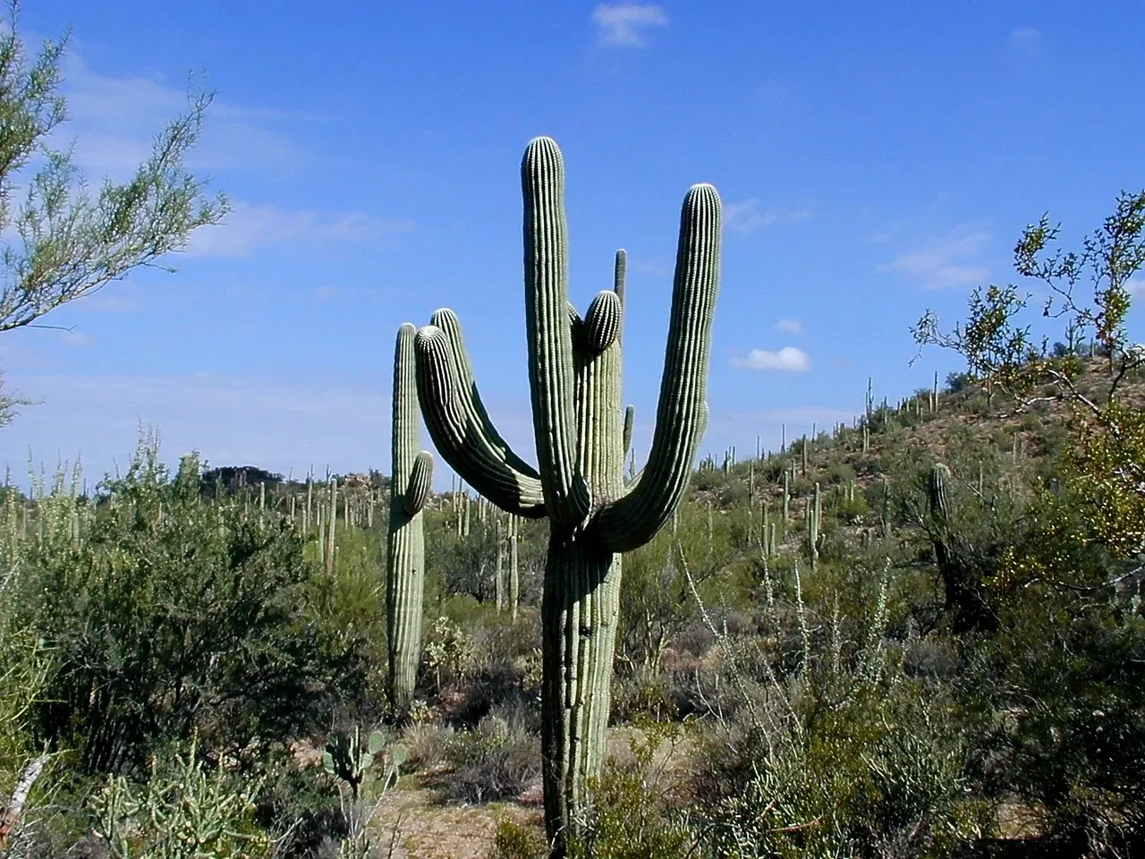 Saguaro National Park (Image Credits: Pixabay)