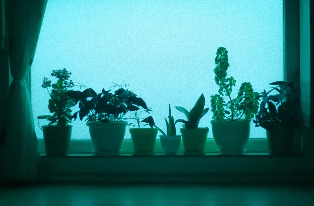 8. Give Your Plants Enough Space to Breathe (Image Credits: Unsplash)