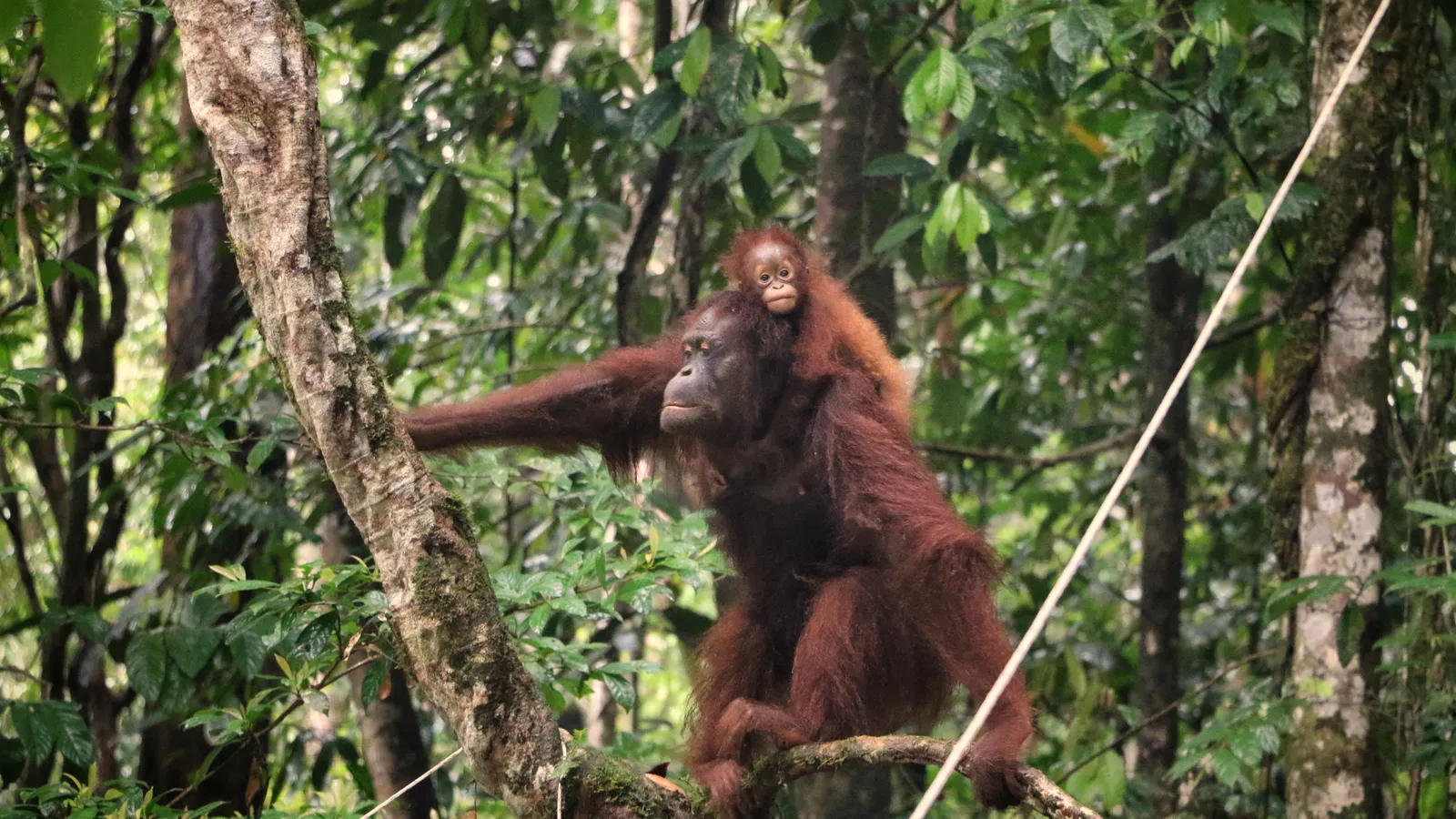 Memory, Mental Maps, and the Forest in Their Heads (By Sabar Minsyah, CC BY-SA 4.0)