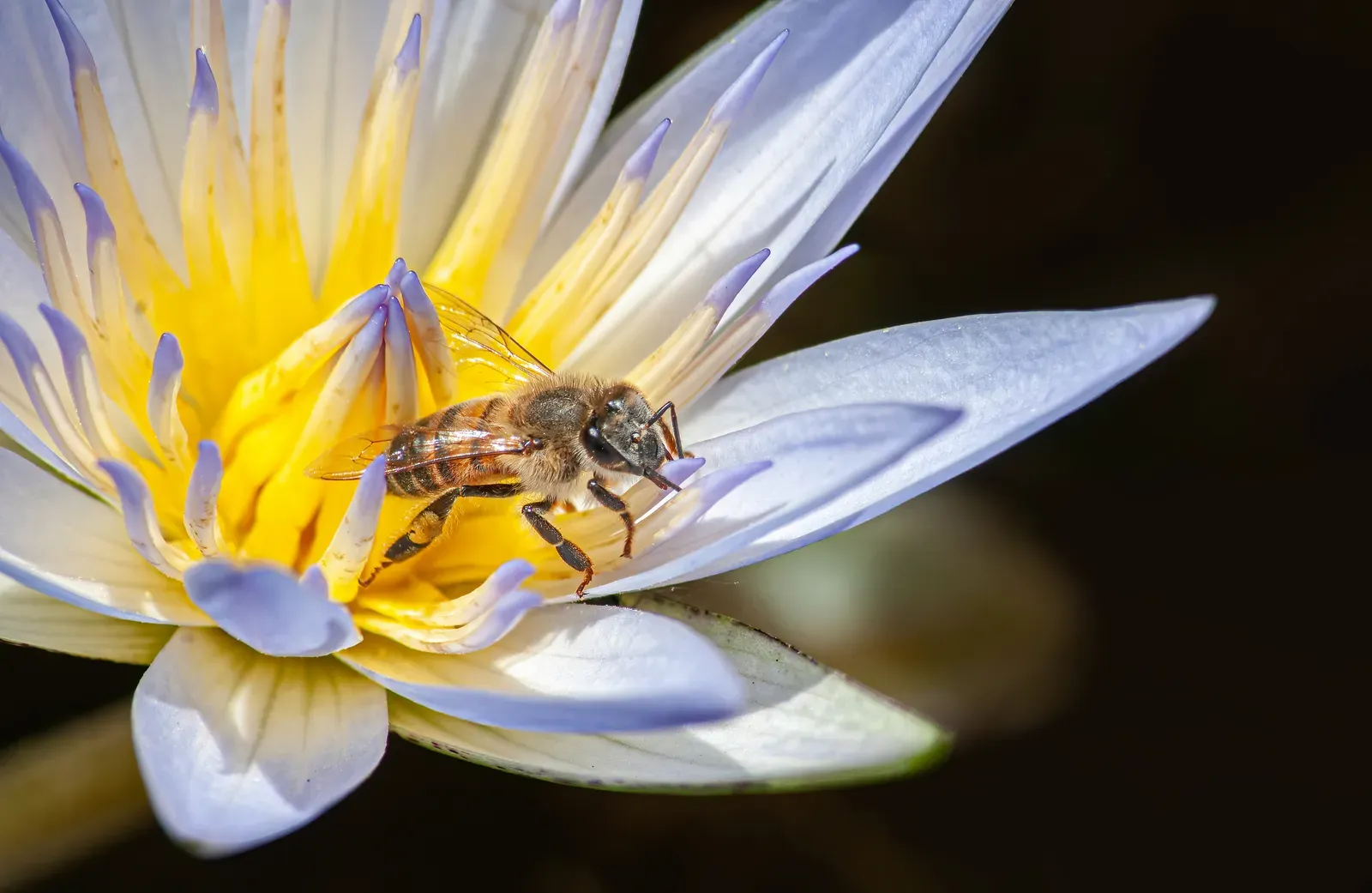 How to Make Your Garden Welcoming to Beneficial Insects (Own work
Source materials for this file are available from Commons Archive:
https://archive.org/details/wiki-commonsarchive, CC BY-SA 4.0)
