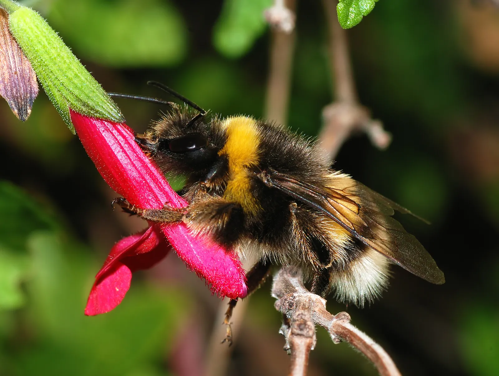 Social Learning in a Hive: Do Bees Have Tiny Traditions? (By Alvesgaspar, CC BY-SA 3.0)