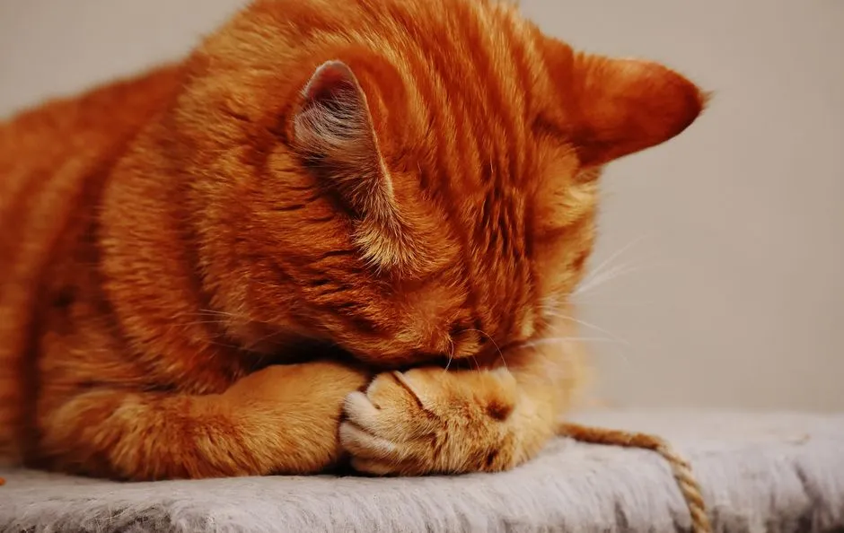 #13 - Limping Isn't the Only Sign of Pain. In Fact, It's Rare. (Image Credits: Pexels)