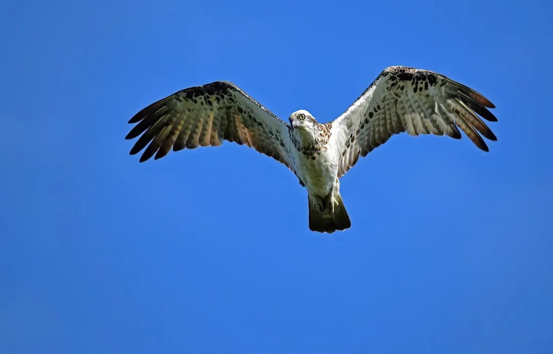 5. Osprey: The Fish Hawk Flies Again (Image Credits: Unsplash)