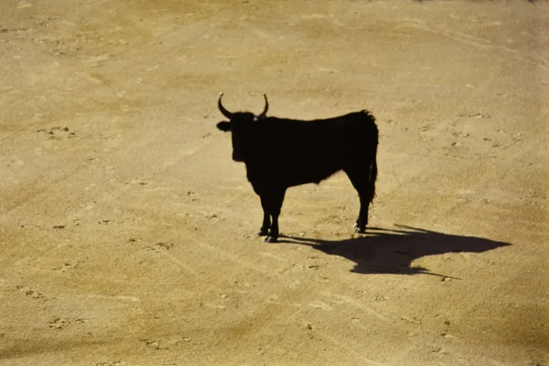 Taurus: The Bull's Immovable Stubbornness (Image Credits: Unsplash)